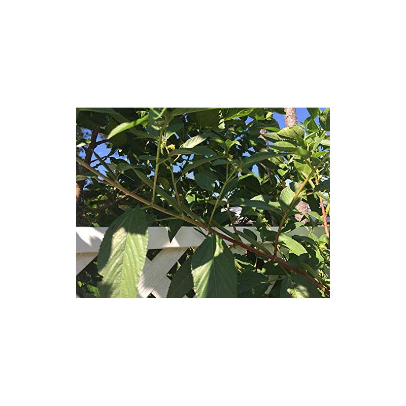 2 Packages of Egyptian Spinach (Rau Day/saluyot/ Molokhia/Jute Seeds) -