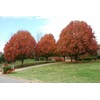 Bradford Pear, Pyrus calleryana, (Callery Pear) 30 Tree Seeds (Fast,
