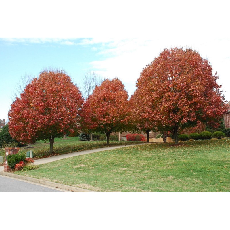 Bradford Pear, Pyrus calleryana, (Callery Pear) 30 Tree Seeds (Fast,