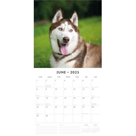 2025 Siberian Huskies Monthly Wall Calendar | 12" x 24" Open | Premium Thick & Sturdy Paper | Hangable 12 Month Calendar | Plastic Free | 4 Month Transition Page for 2024
