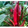 Okra Red 20+ Non-GMO Seeds for Planting