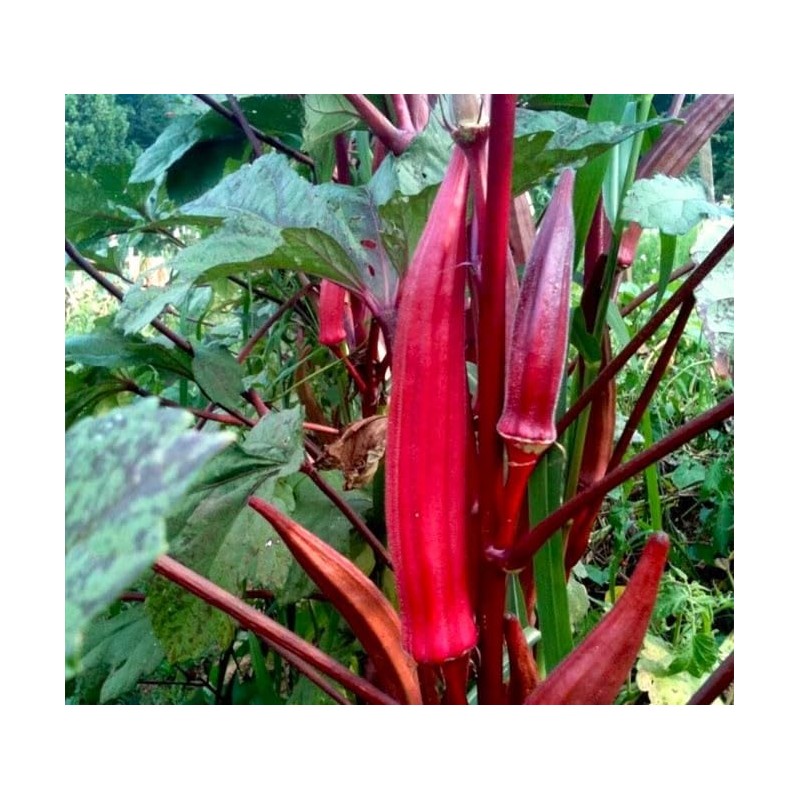 Okra Red 20+ Non-GMO Seeds for Planting
