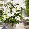 2g Proven Winners Hydrangea Fairytrail Bride Shrub