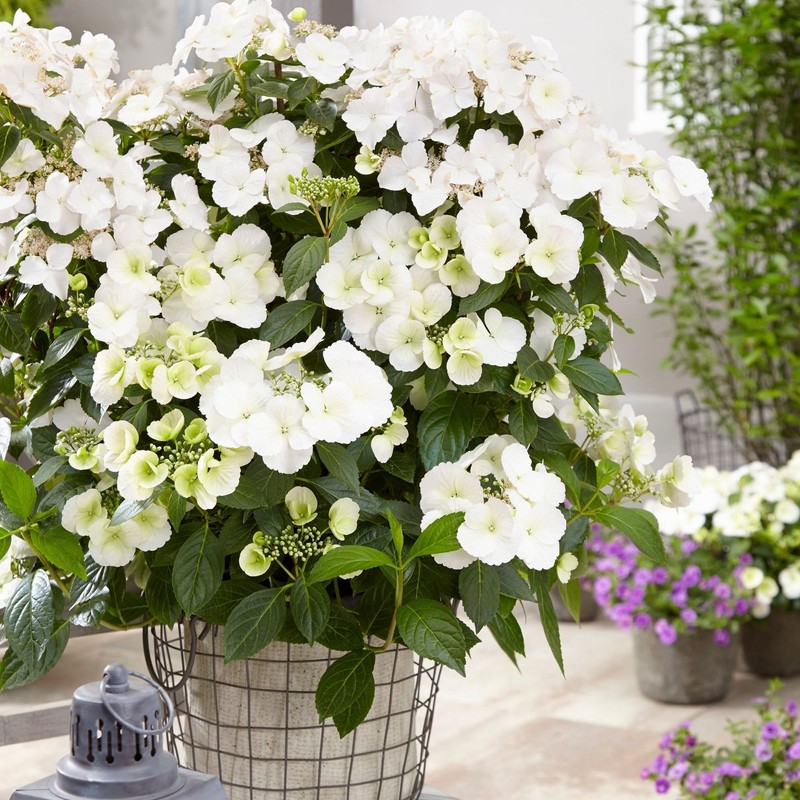 2g Proven Winners Hydrangea Fairytrail Bride Shrub