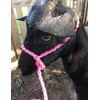 adustable goat halter and lead think pink sheep halter small