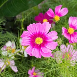Cosmos Seeds - Radiance - 1 Pound - Pink Flower Seeds, Open Pollinated Seed Attracts Bees, Attracts Butterflies, Attracts Hummingbirds, Attracts Pollinators, Easy to Grow & Maintain, Extended Bloom