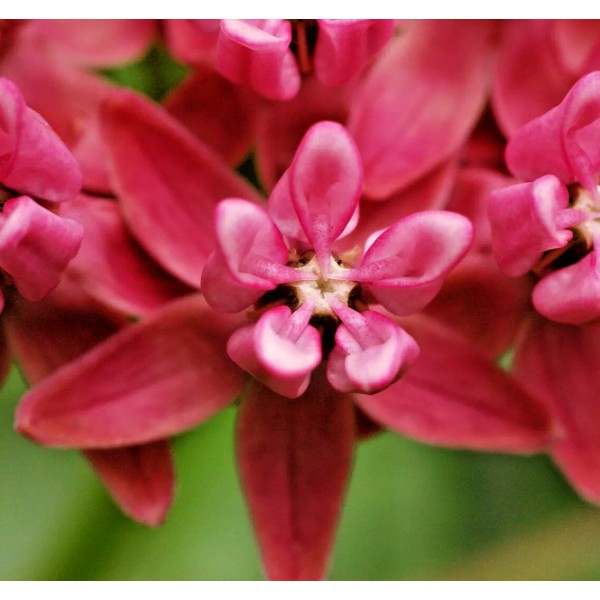 Fresh 200 ASCLEPIAS PURPURASCENS Seeds (Purple Milkweed) EXOTIC Butterfly Plant