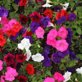 Southeast Seeds Dwarf Petunia Mix Seeds, Multicolor Mix, Compact, Variety Sizes Sold, FREE SHIP - 4000 Seeds