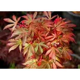Royle Japanese Maple 1 - Year Live Plant