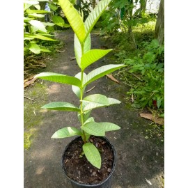 Guava Mexican Red Guava. 1 gallon pot. Exotic plant