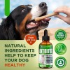 Salutempet Dog Antibiotics for Infection, Cough, & UTI | Herbal,