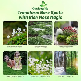 Outsidepride Irish Moss Ground Cover Seeds - 5000 Pcs Perennial Low Growing, Mat-Forming Lawn Alternative, Outdoor Ground Cover Seeds with Shade Tolerance, Ideal for Pathways and Rock Gardens