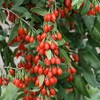 Gojiberry Seeds (Lycium barbarum) - Packet of 20 Seeds