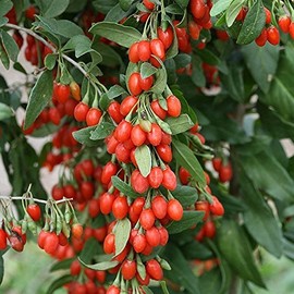 Gojiberry Seeds (Lycium barbarum) - Packet of 20 Seeds
