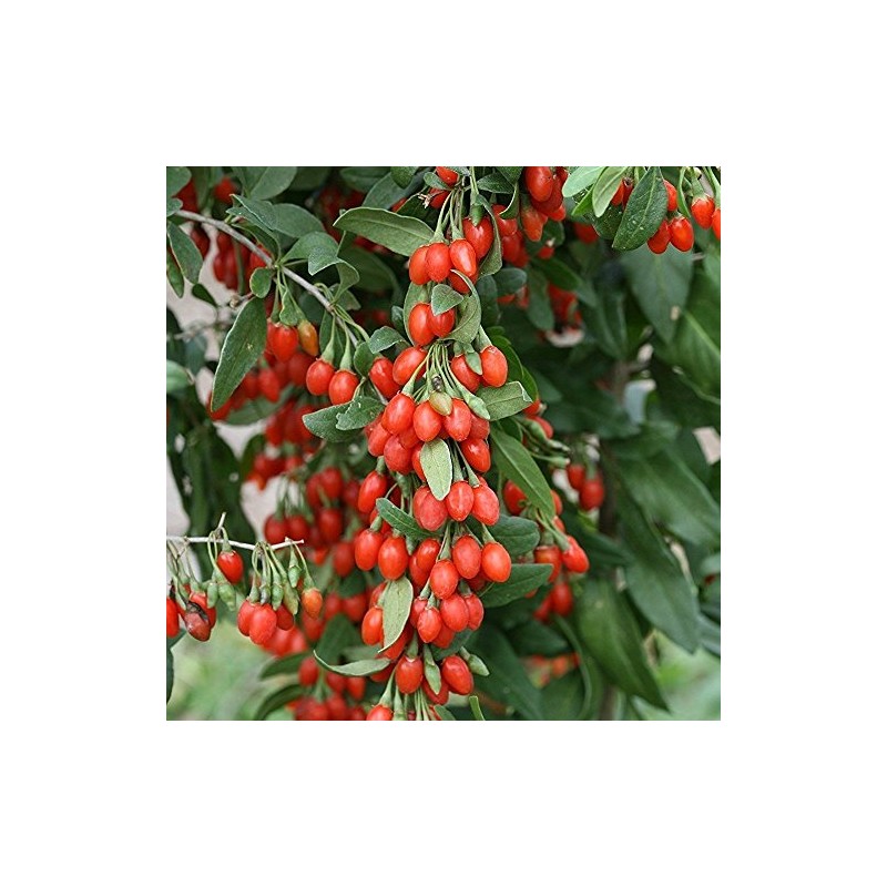 Gojiberry Seeds (Lycium barbarum) - Packet of 20 Seeds