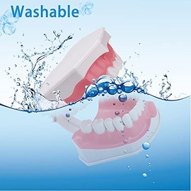 Modelo de dientes 2 veces con cepillo para polvo de dientes, modelo de dientes grandes dentales para niños, modelo de enseñanza dental, modelo de dientes con dientes inferiores extraíbles para estudiantes