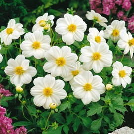 Outsidepride 500 Seeds Annual Dahlia Mignon White Flower Seeds for Planting