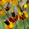 Outsidepride Mexican Hat - 10000 Seeds