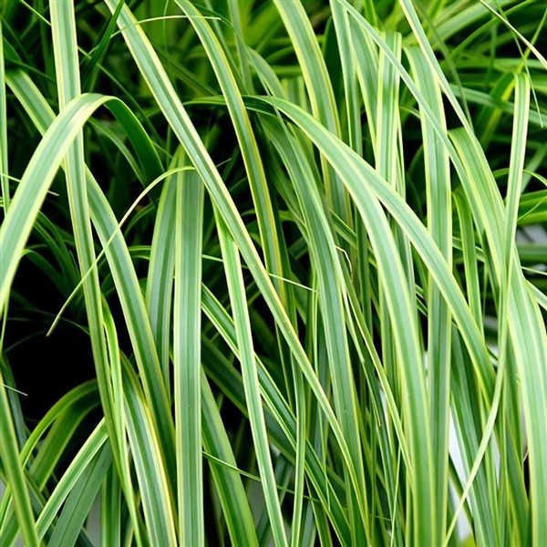 Classy Groundcovers, Sedge EVERCOLOR 'Everlime', Japanese Sedge, Everlime Grass, Everlime