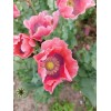 1,000 The Giant - Giganteum P. Somniferum Poppy Seeds -HUGE