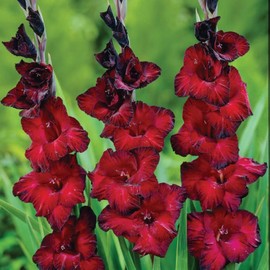 5 Black Gladiolus Bulbs for Planting Flower Bulbs Outdoors Perennial Garden