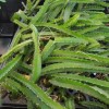 Cactus 4 Edgar's Baby Dragon Fruit Red Live Four Plants