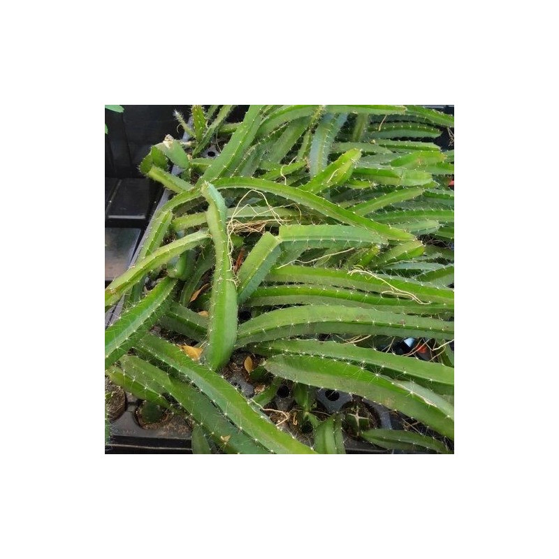 Cactus 4 Edgar's Baby Dragon Fruit Red Live Four Plants