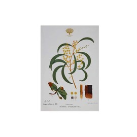 Maxwell & Williams Royal Botanic Gardens Australian Botanics Tea Towel 50x70cm Wattle