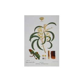Maxwell & Williams Royal Botanic Gardens Australian Botanics Tea Towel 50x70cm Wattle