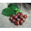 Naturix24 Hazelnuts in Shell - 500g Bag