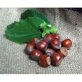 Naturix24 Hazelnuts in Shell - 500g Bag