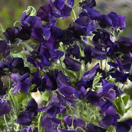 Outsidepride Sweet Peas Royal Navy-Blue - 500 Seeds