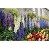 22Day Seeds: Seeds Delphinium Giant Mix/Annual Flowers