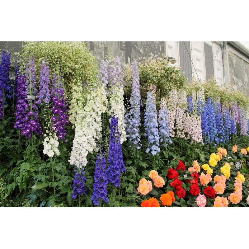 22Day Seeds: Seeds Delphinium Giant Mix/Annual Flowers