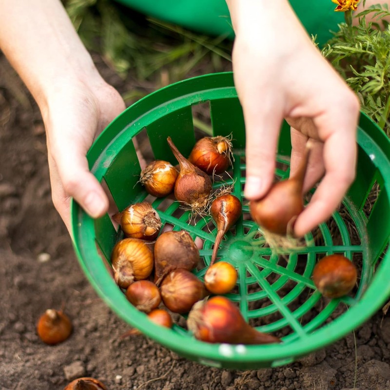 Bulb Baskets Daffodil Tulip Crocus Snowdrop Allium Easy Planter 20cm/23cm/26cm