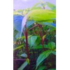 HeirloomSupplySuccess 100 Heirloom Red Mulukhiyah, Molokhia, Egyptian Spinach Seeds