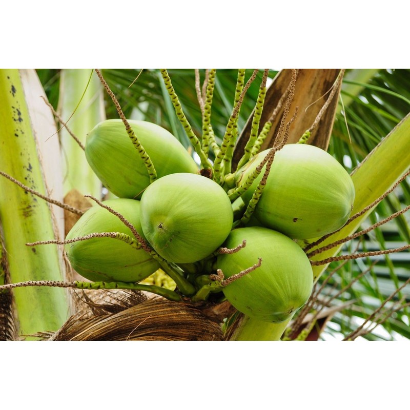 Food to Live Organic Coconut Chips, 6 Pounds - Non-GMO,