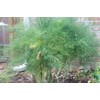 CEMEHA SEEDS - Seeds Dill Bush Type Non GMO Vegetable