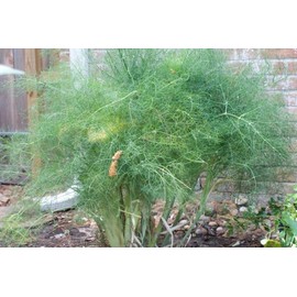 CEMEHA SEEDS - Seeds Dill Bush Type Non GMO Vegetable for Planting 2000 Seeds