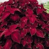 Outsidepride Wizard Velvet Red Coleus Seeds for Planting - 200