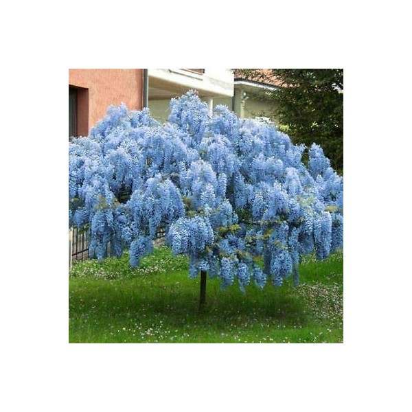 Stunning Live 1 Potted Chinese Blue Weeping Wisteria Tree Fresh Plant