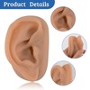 SimCoach Modelo de oreja de acupuntura, réplica de oreja artificial