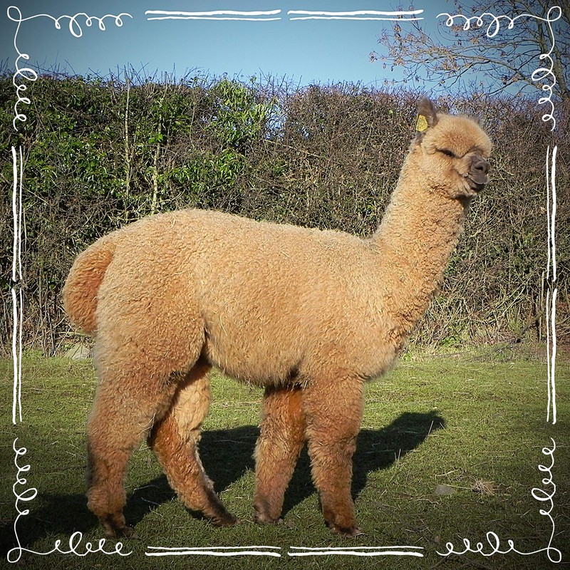 Bird Nesting Material (Alpaca Fibre) Wool Natural Organic