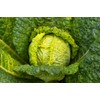 Savoy Cabbage Seeds, 500 Heirloom Seeds Per Packet, Non GMO