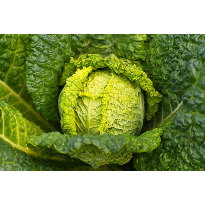Savoy Cabbage Seeds, 500 Heirloom Seeds Per Packet, Non GMO