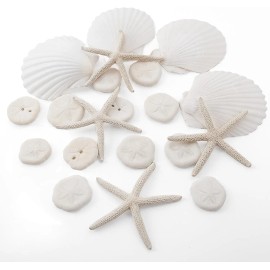 20PCS Sea Shells for Crafting 3-4", Mini Sand Dollars Starfish Decor for Crafts, Scallop Shells for CookingColor: 20PCS Sea Shells for Crafting 3-4", Size: 20PCS Sea Shells for Crafting 3-4"