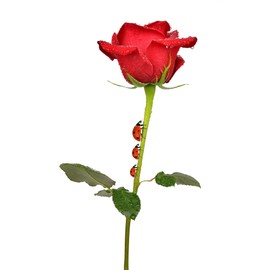 Ladybug Spot Floral Solid Perfume | All Natural, Phthalate-Free Fragrance | Long-Lasting, Highly Scented, Layerable Balm | Portable 1/4 oz Tin | Travel-Friendly (Rose Garden)