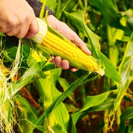 TomorrowSeeds - Jubilee Sweet Corn Seeds - 100+ Count - for 2026 Planting Hybrid Golden Yellow Hybrid Popular Great Taste Old-Fashioned Untreated USA Vegetable Grow Your Own Home Farm Patio Healthy