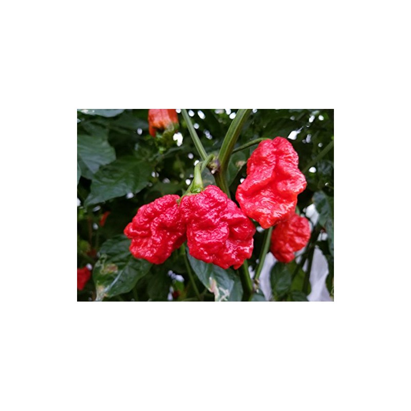 Skunk Red Hot Pepper 10+ Seeds