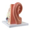 Axis Scientific Human Ear Model, 5 Times Enlarged 4 Dimensional